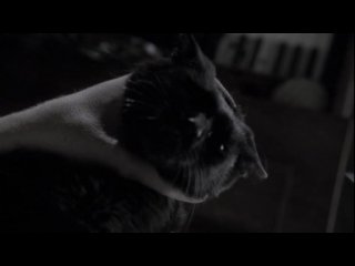 masters of horror: black cat (2007)